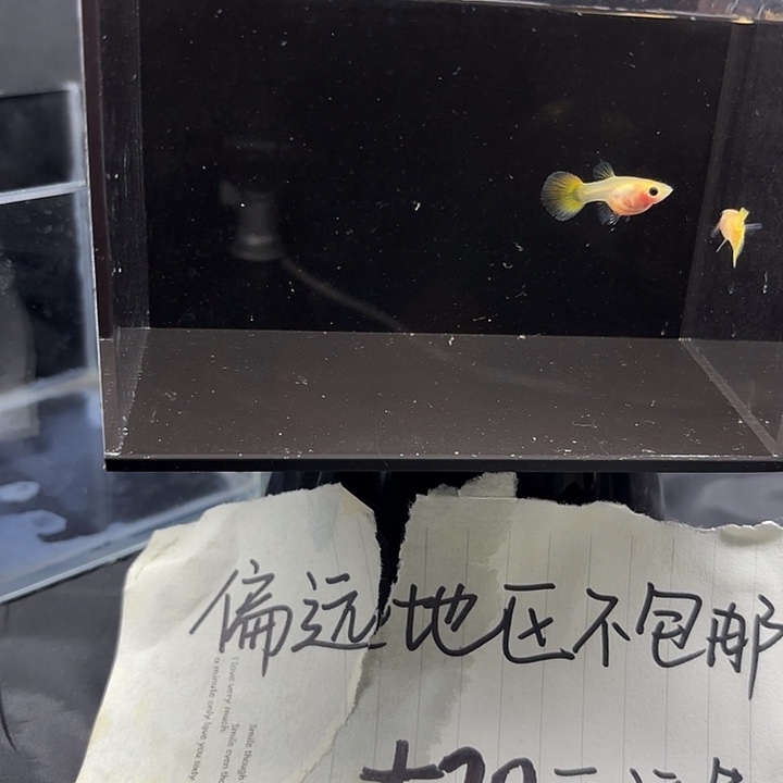 孔雀鱼黄蕾丝红尾一对