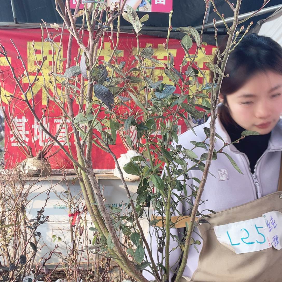 完全开放蓝莓味真的好好吃