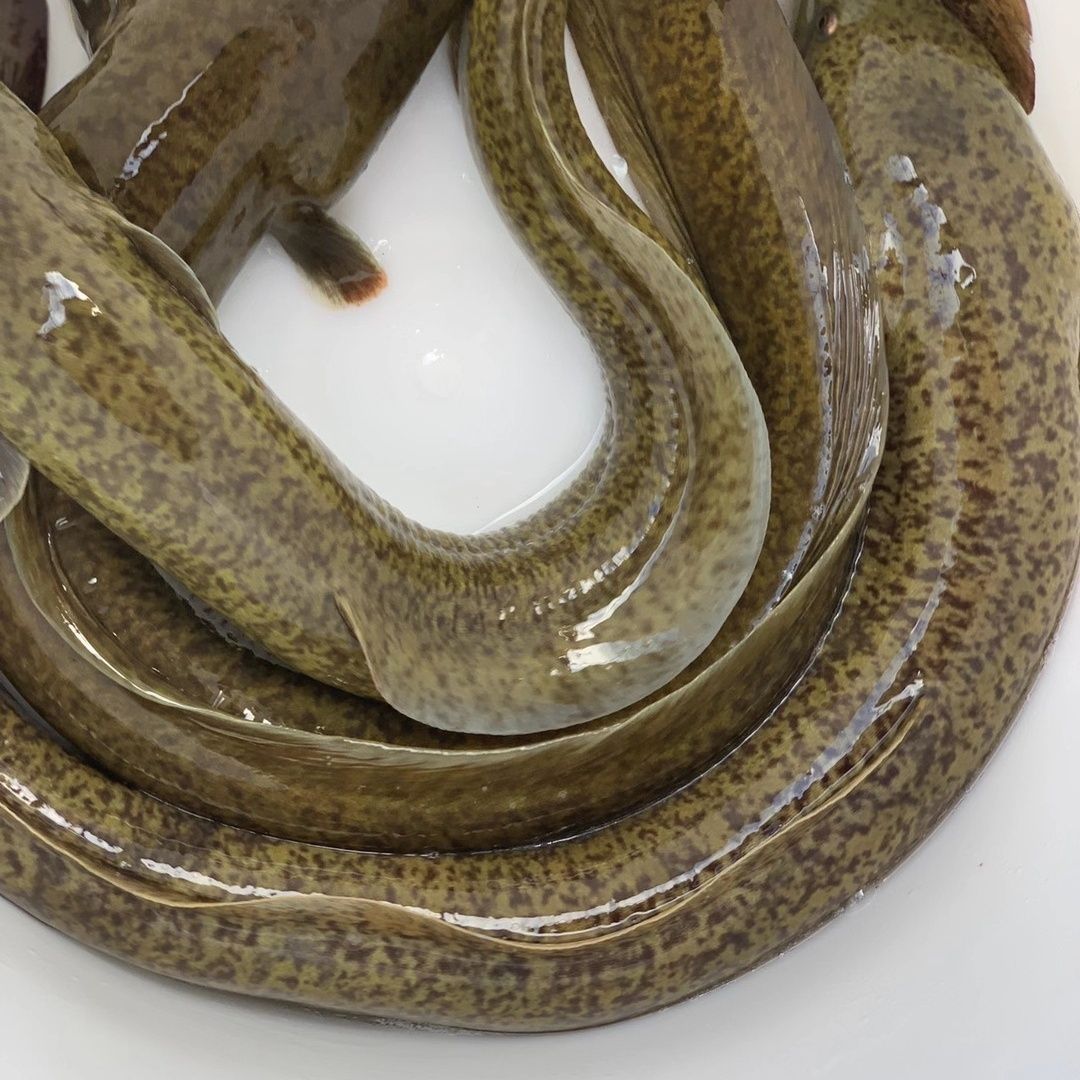 正宗花鳗鱼苗 花锦鳗鱼苗 花锦鳝鱼苗 金丝花鳗 鱼塘养殖鲜活发货