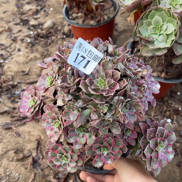 171安娜手捧1号棚