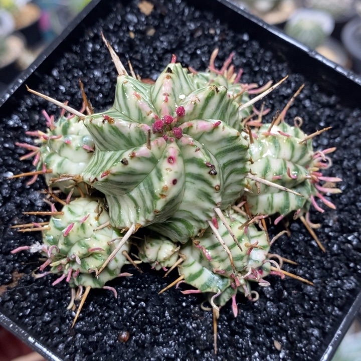 实生斑马锦群生1004号6.6cm