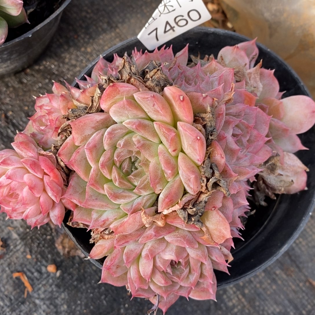 多***海不包整散掉头7460~12厘米