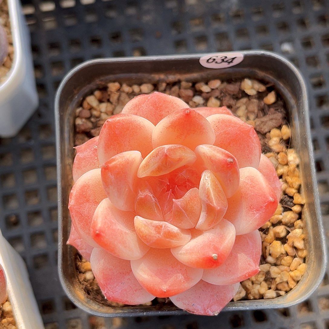 634黑巧冰魄一物一拍