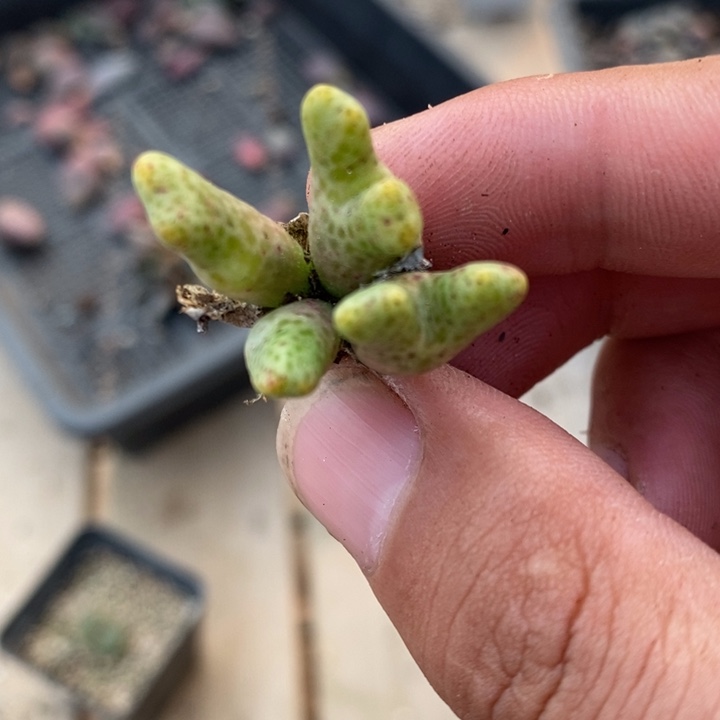 22103鹿角斑马一群