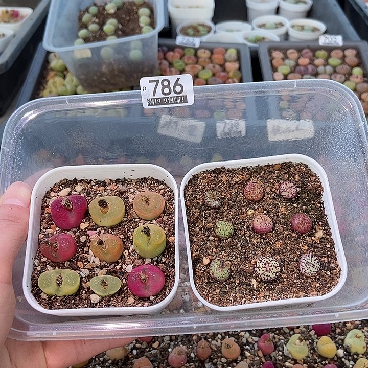 大舅生石花肉锥多肉786