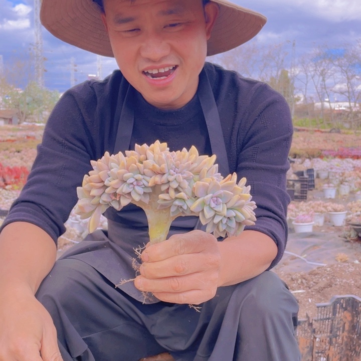 226淡雪缀化一物一拍