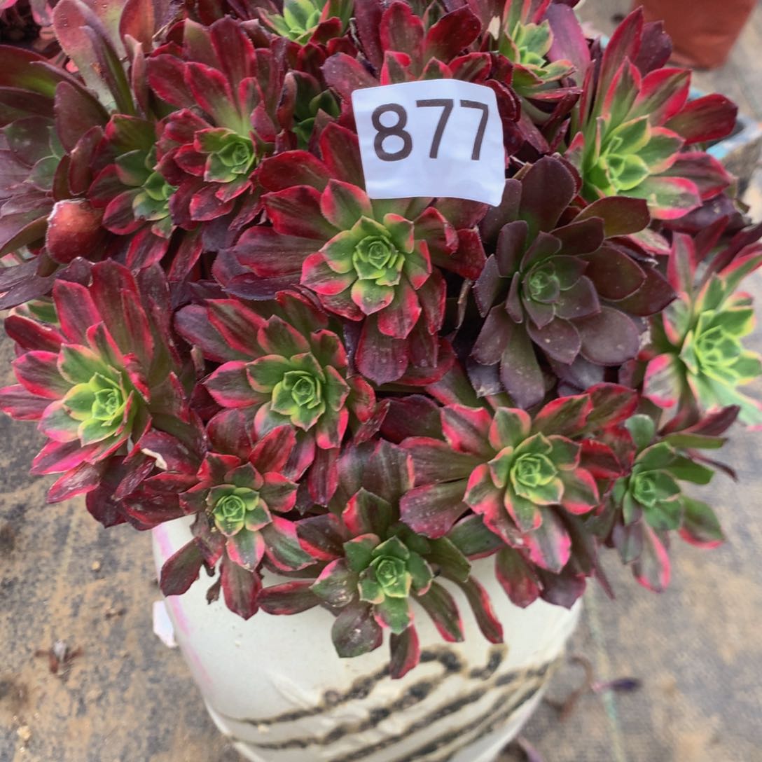 877安娜多肉植物