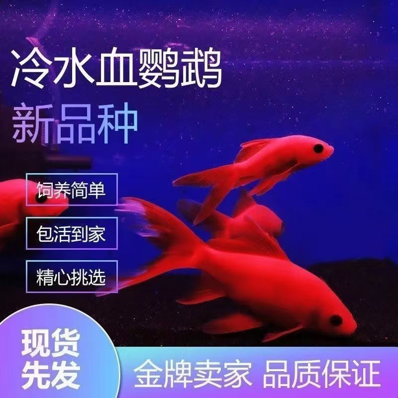 冷水鹦鹉鱼招财红鱼淡水好养易活冷水耐活观赏鱼苗活体金鱼