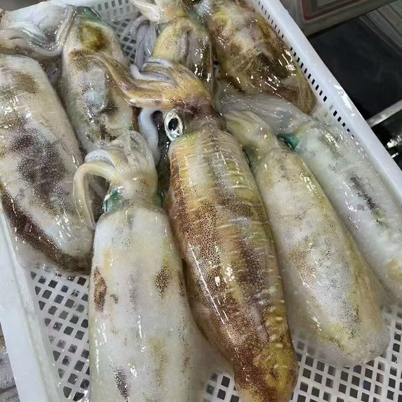速冻海钓软丝大尾鱿鱼 大海兔笔管鱼 鲜嫩脆口 汕尾港发货 元时