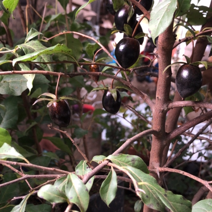 无花朵老鸭是老鸭