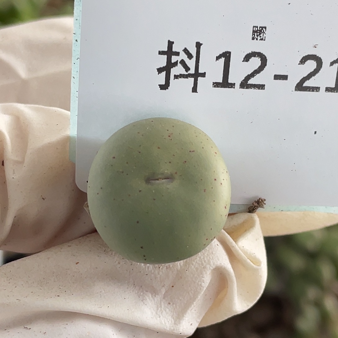 12-21嘴多肉植物肉锥