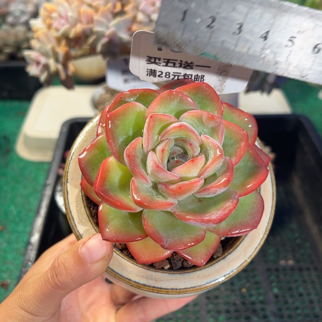 表妹精品多肉植物164.