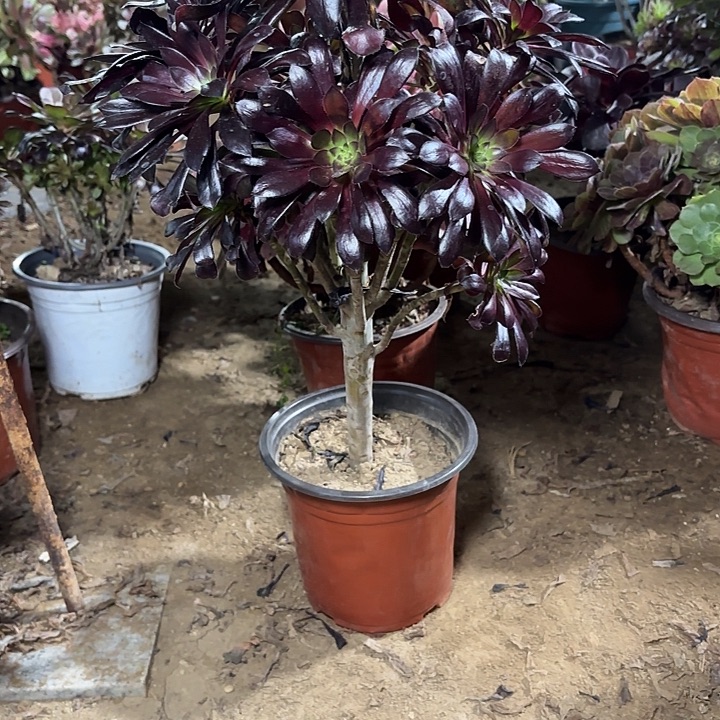 一***光多肉植物法师墨法48