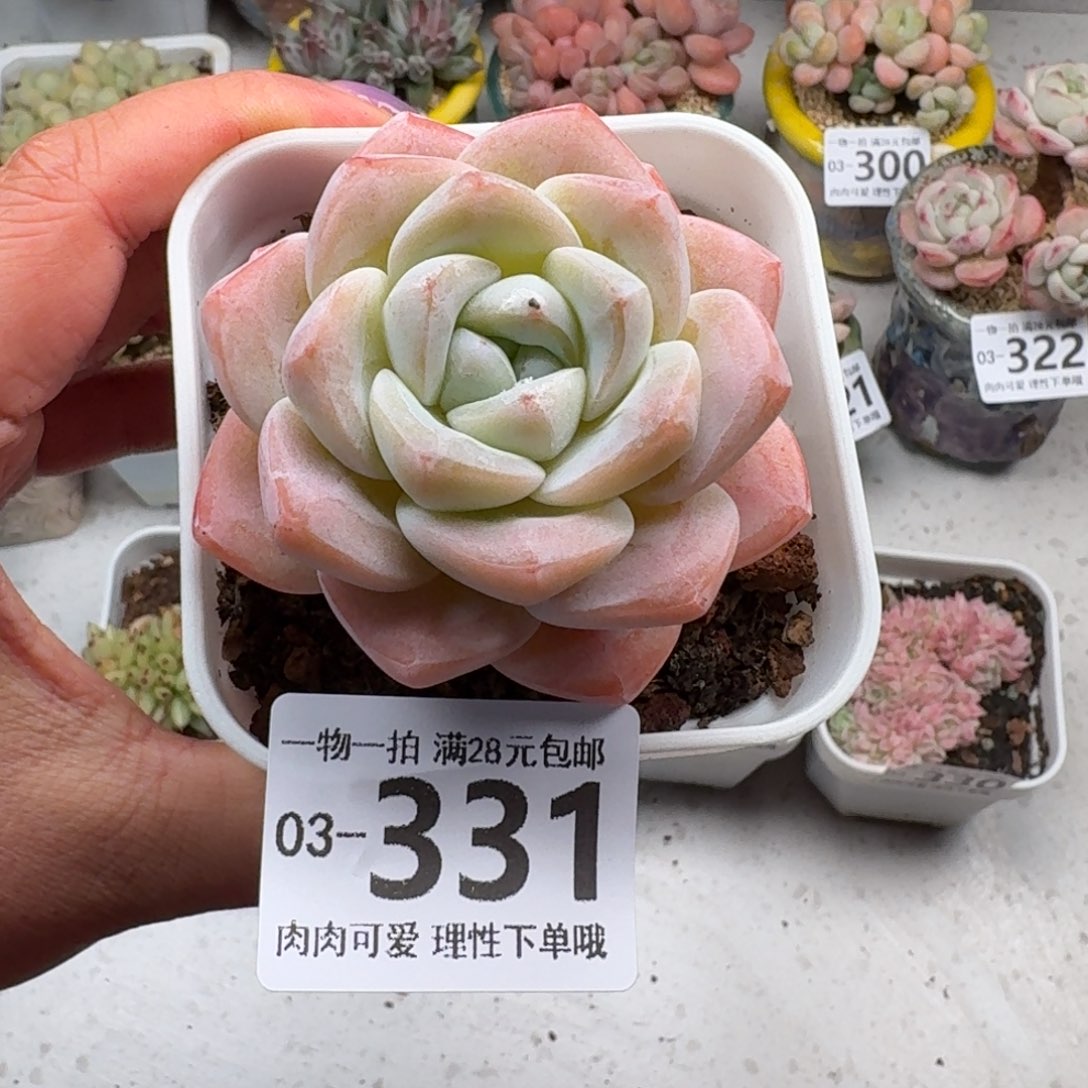 冰玉无盆土发货无盆