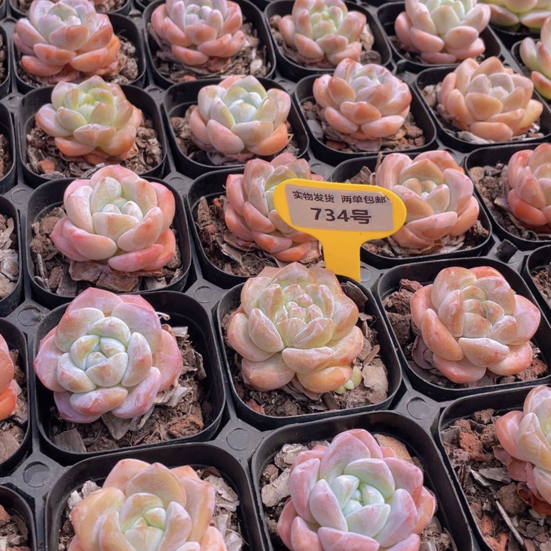 734号 肥胖奶油大白兔单头3个