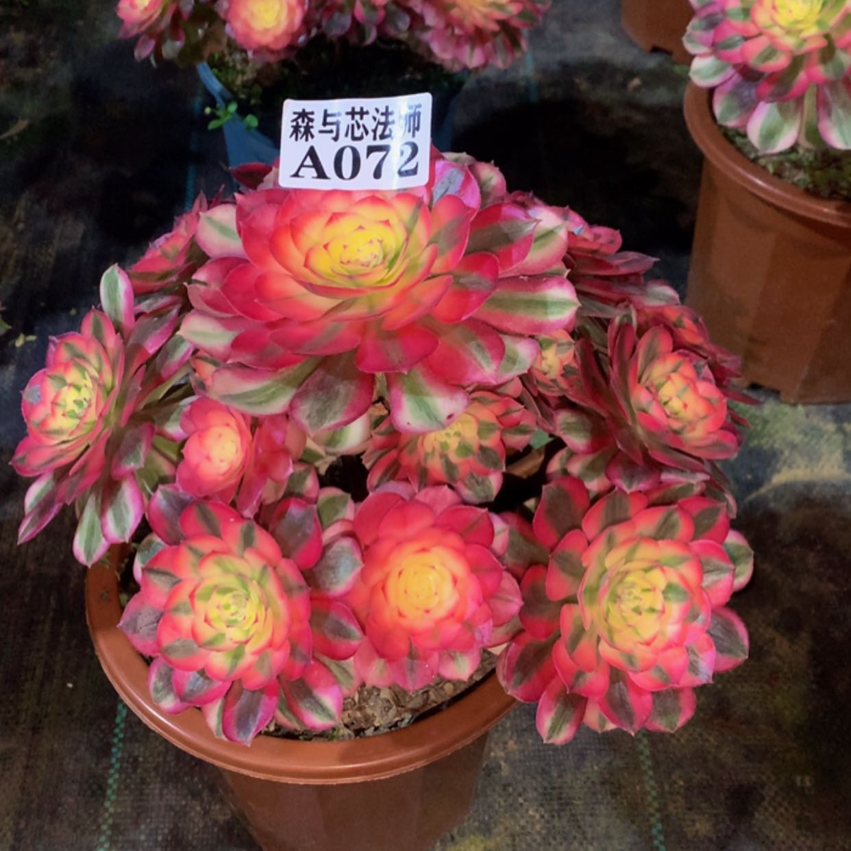 【闪购商品】72荔枝