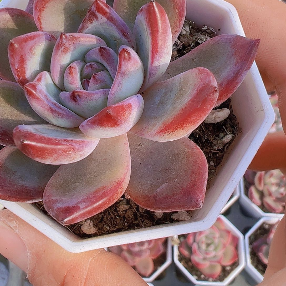 单头夜魔侠19包邮多肉