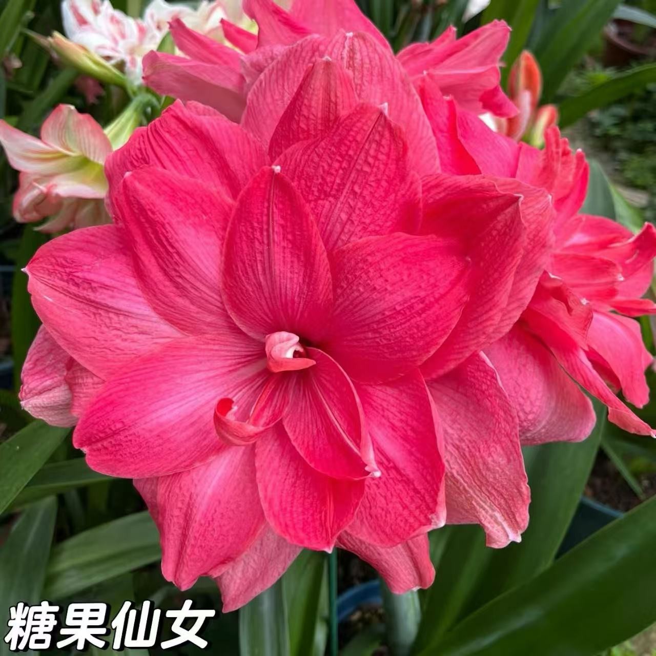 【糖果仙女】朱顶红进口重瓣庭院花球新品盆栽室内外必养朱顶红种球