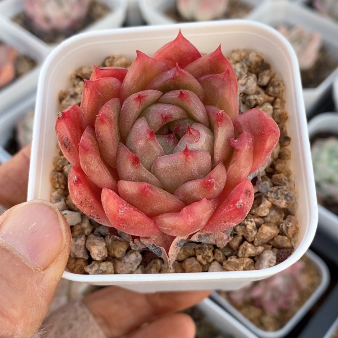 精品多肉一物一拍204