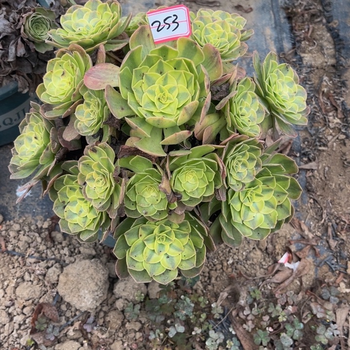 253雨荷多肉植物法师