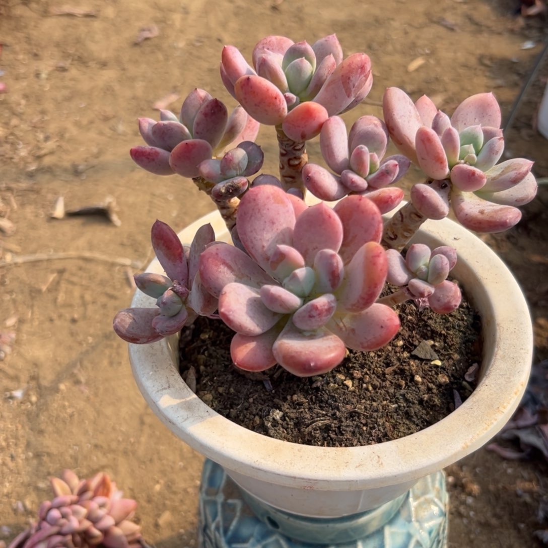 多肉植物灰姑娘老庄