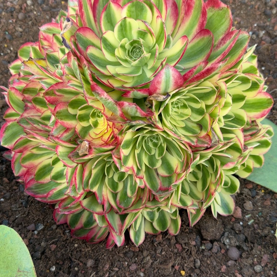 佛***照粉体海王嫁接发货