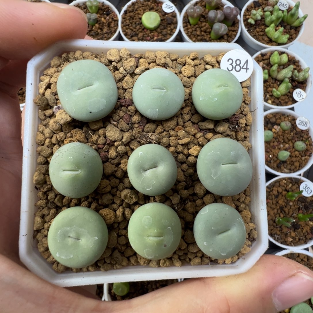 大型红嘴9颗脱土3840000