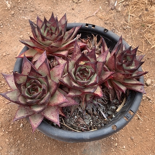 舍*每日特价活动开始啦