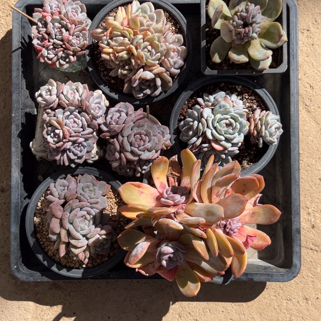 花***开部56会员消费我完 原价128