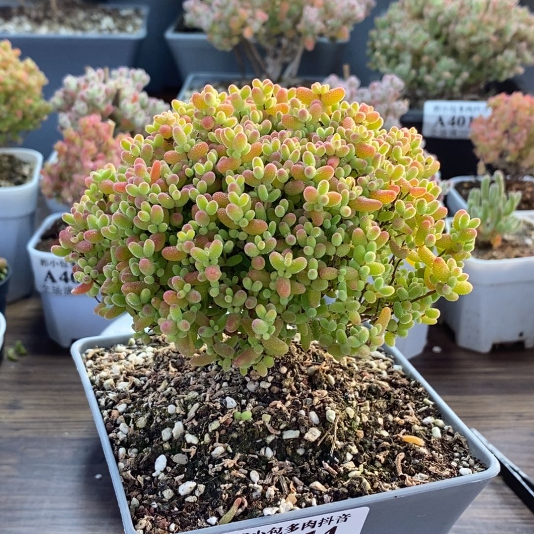 蜜橘糖球4014枝干番杏