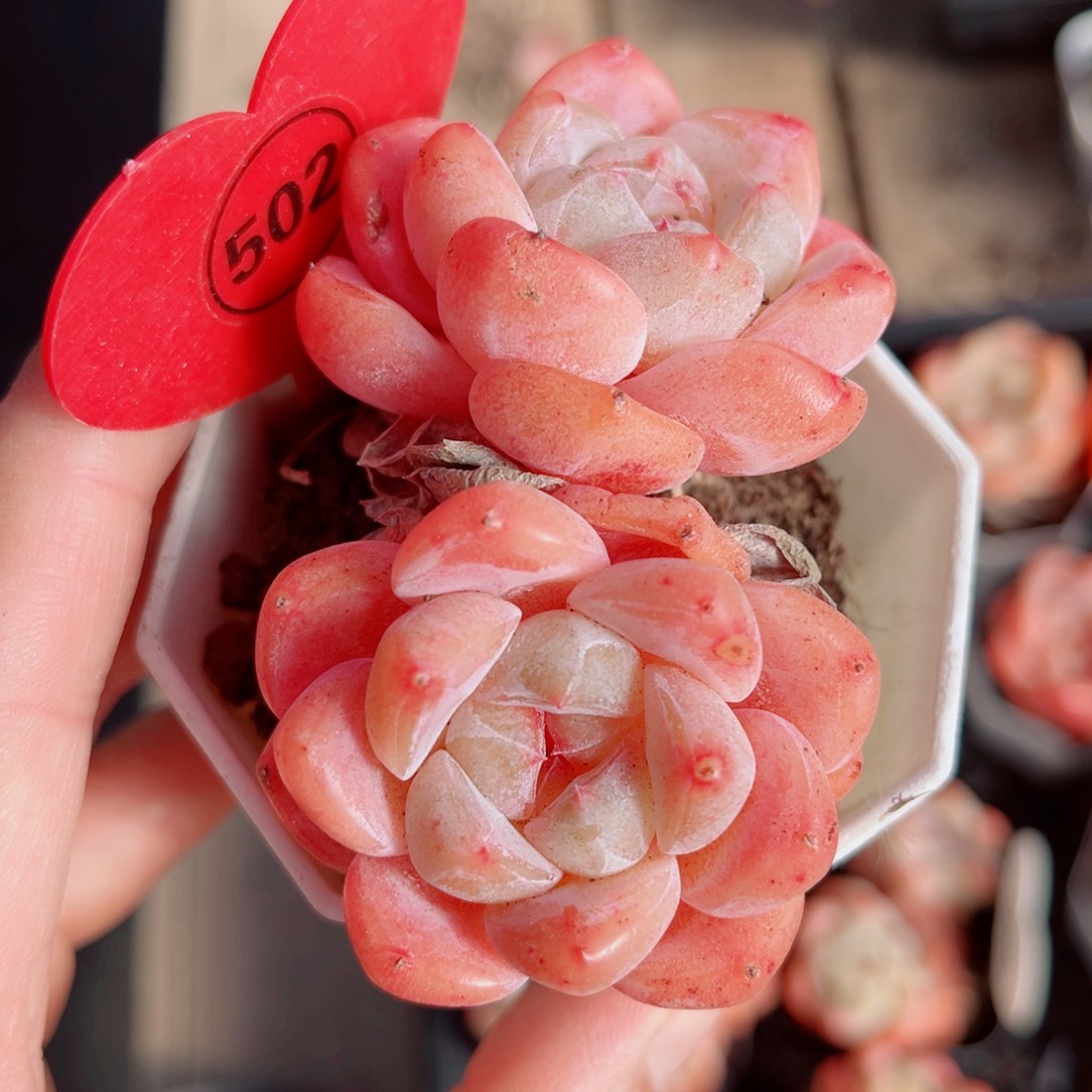 502号小老桩糖心双头