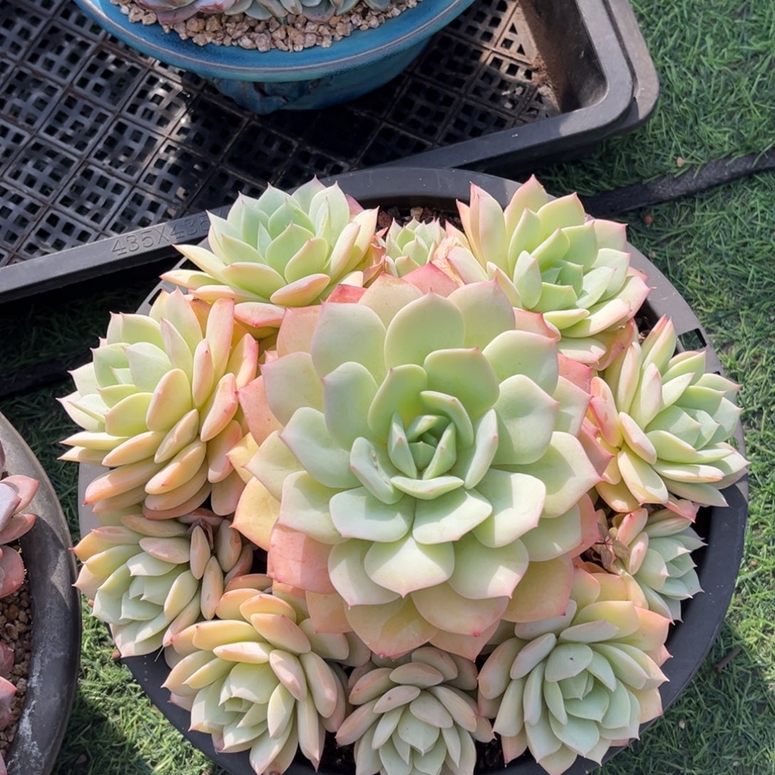 恋曲捧花一物一拍