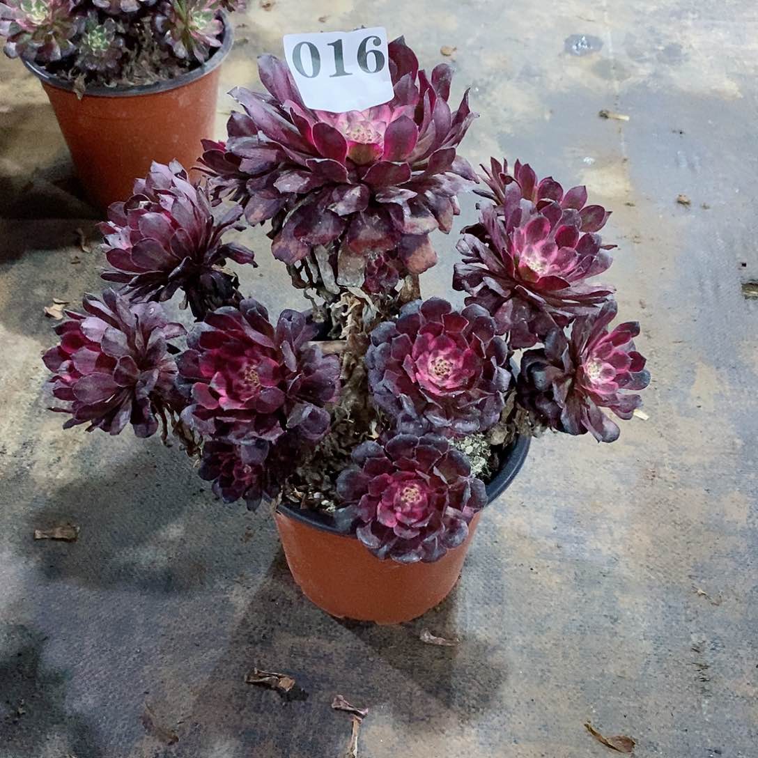 红金刚016多肉法师