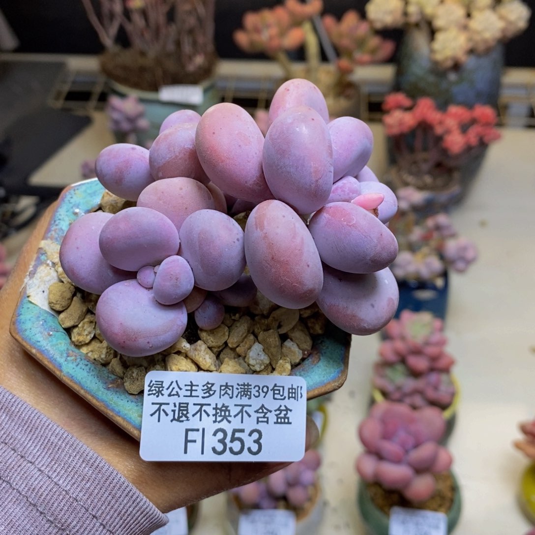 353橙奶多肉肉7c m