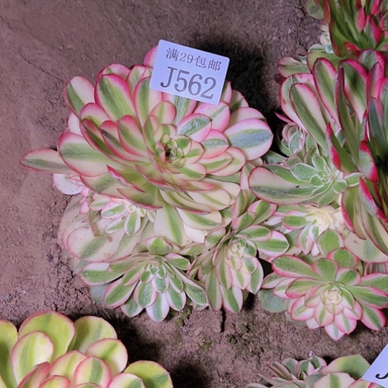 562荔枝多肉植物