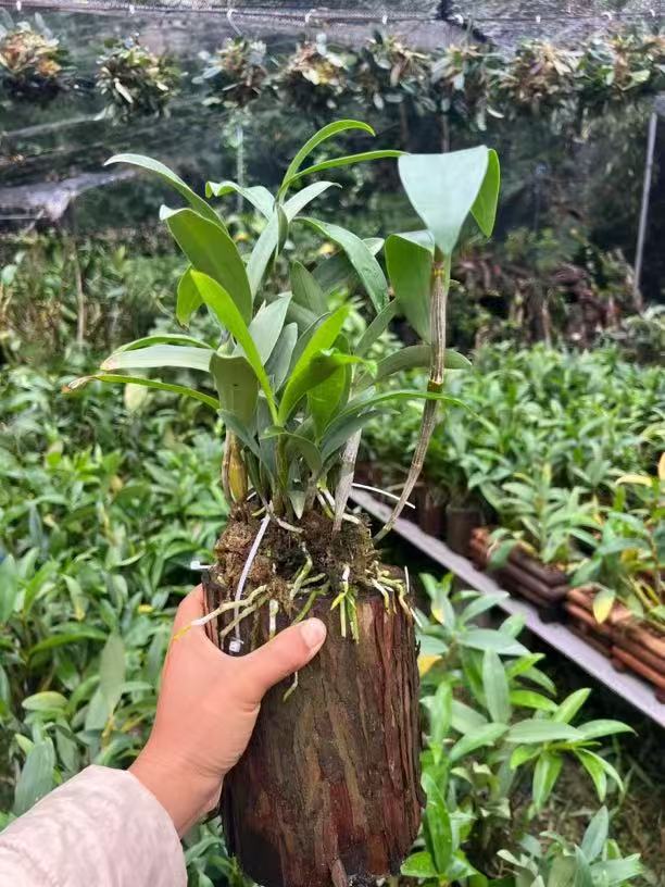 球花石斛三到四月份花期