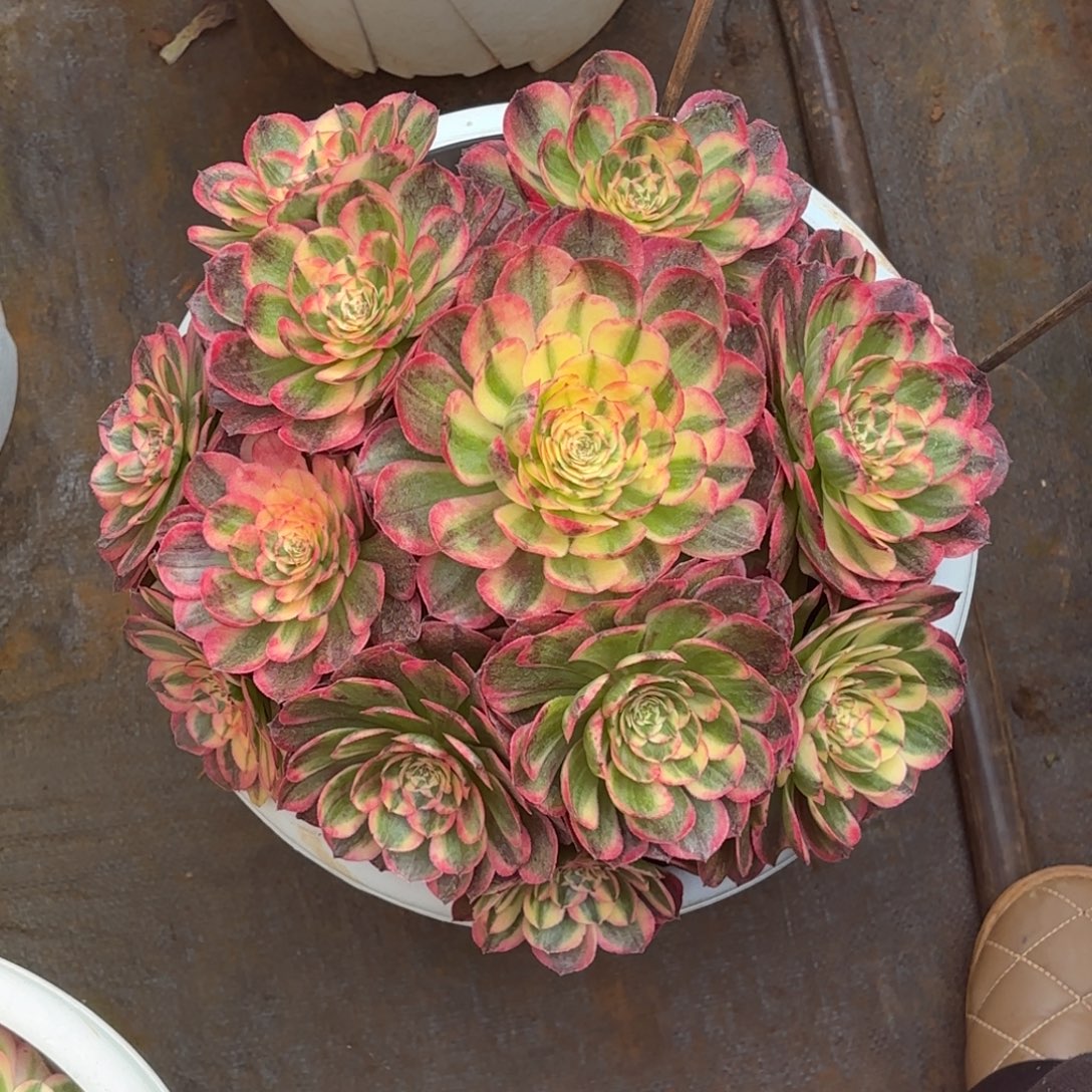 云南多肉植物海神