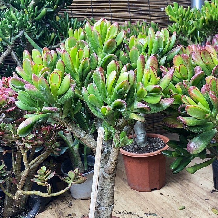 大叶招财猫一物一拍