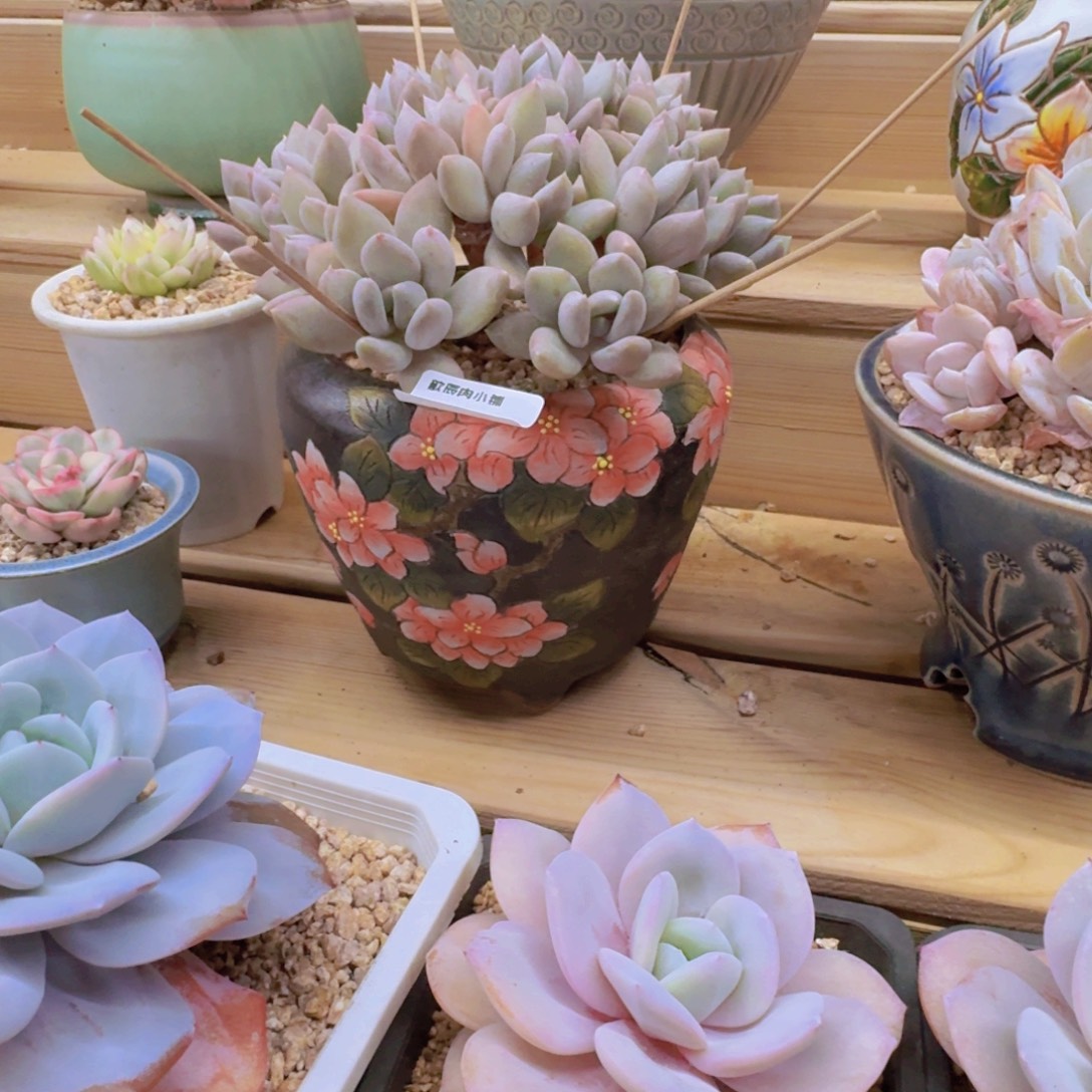 芒***朵多肉植物美人朵朵0163