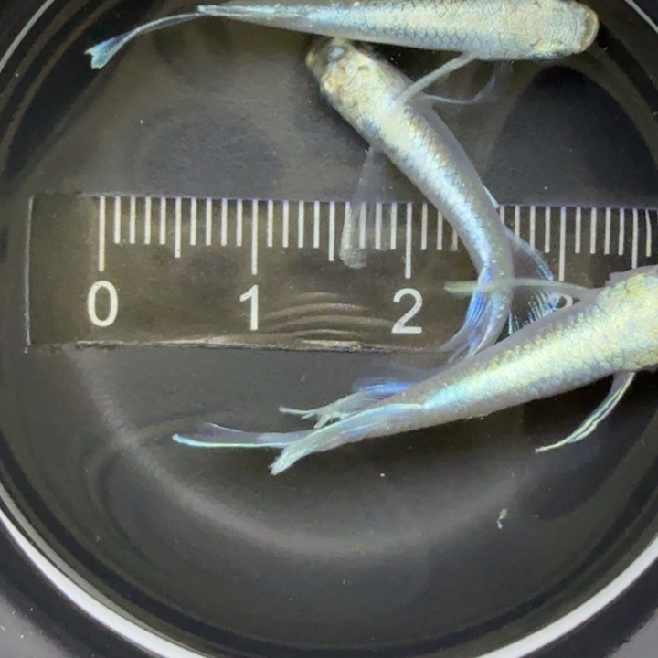 青鳉鱼瑕疵天使之翼，7号