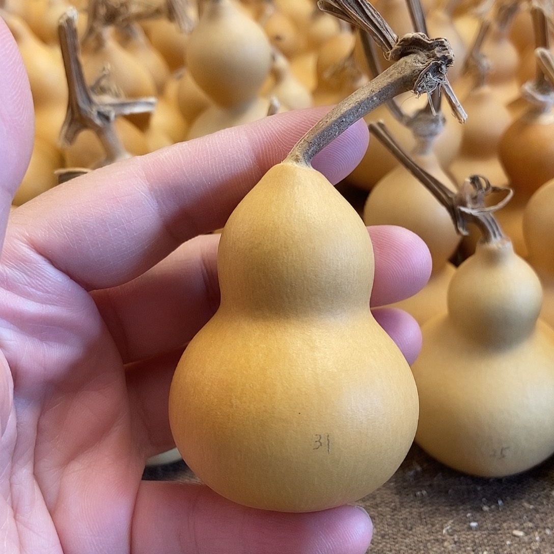 文玩葫芦 完美主义者 慎拍31