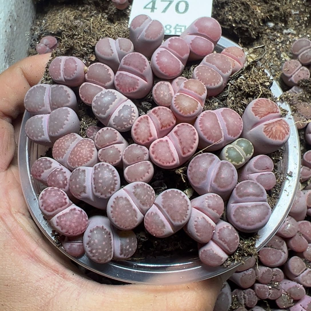 【闪购商品】 470。      