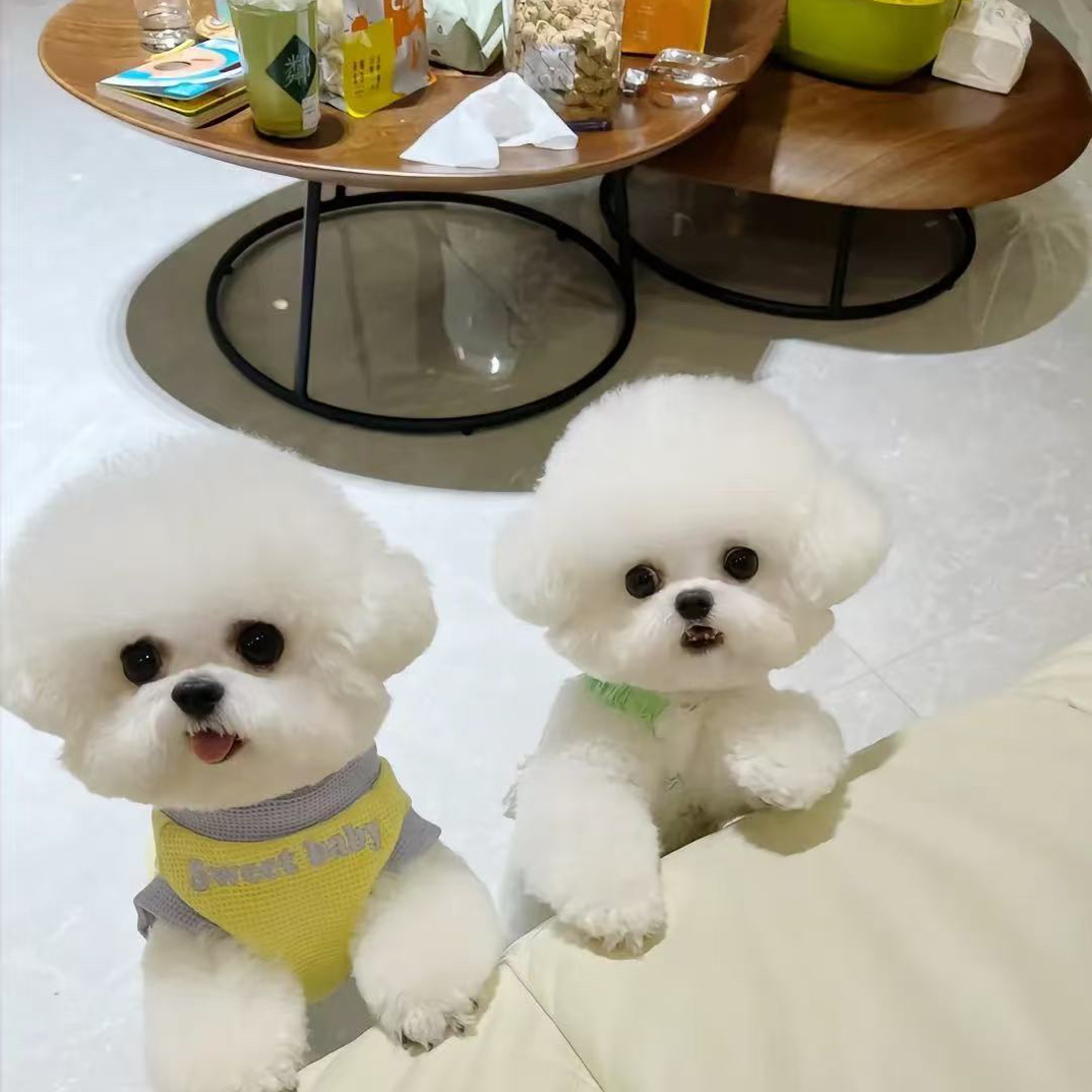 【薇薇家韩系比熊】活体链接