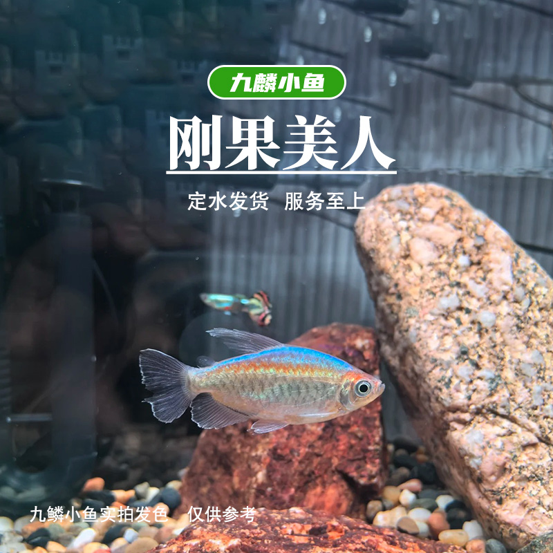 九鳞小鱼 【刚果美人】   满三单发货