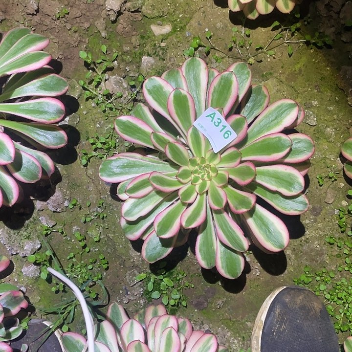 余***浪多肉植物断枝不包316初恋