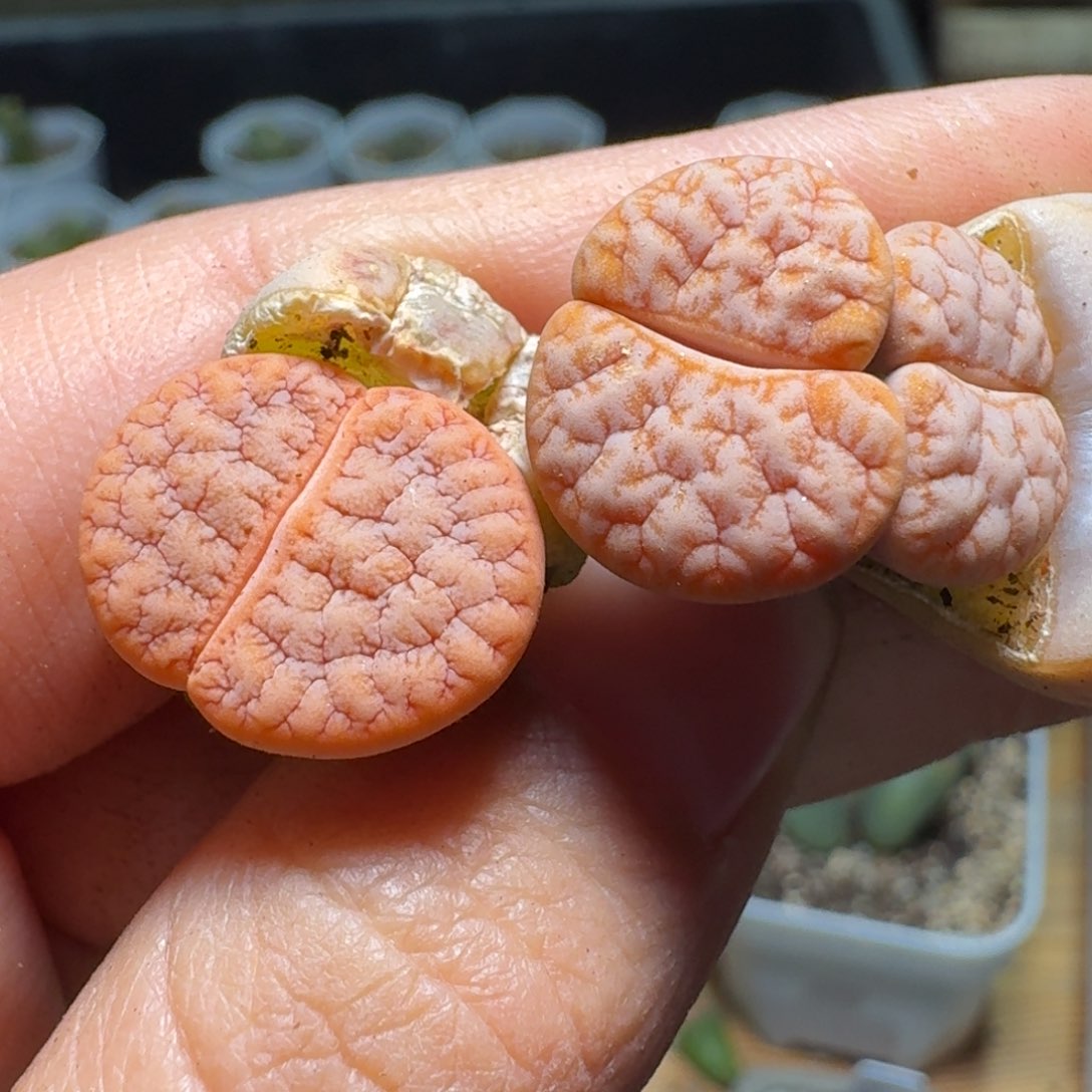 小*哥14-482pppooppppppp