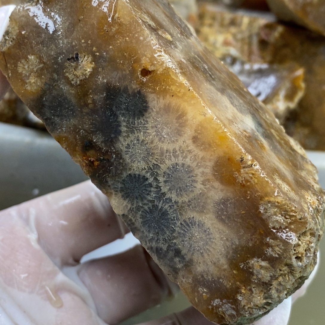 【闪购商品】硅化玉珊瑚玉未镶嵌