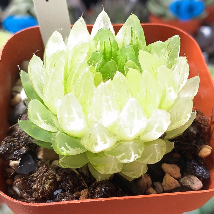 1号樱变女神玉露锦一物一拍