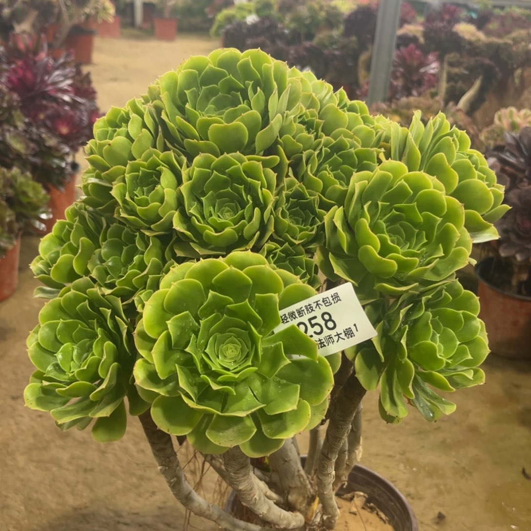 258绿羊绒多肉植物法师