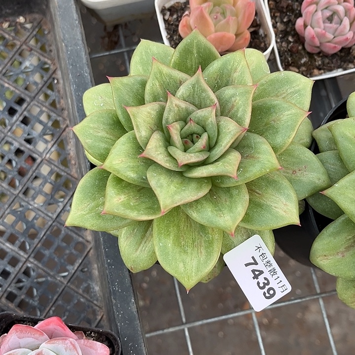 阿雅园艺。         7439玛丽亚